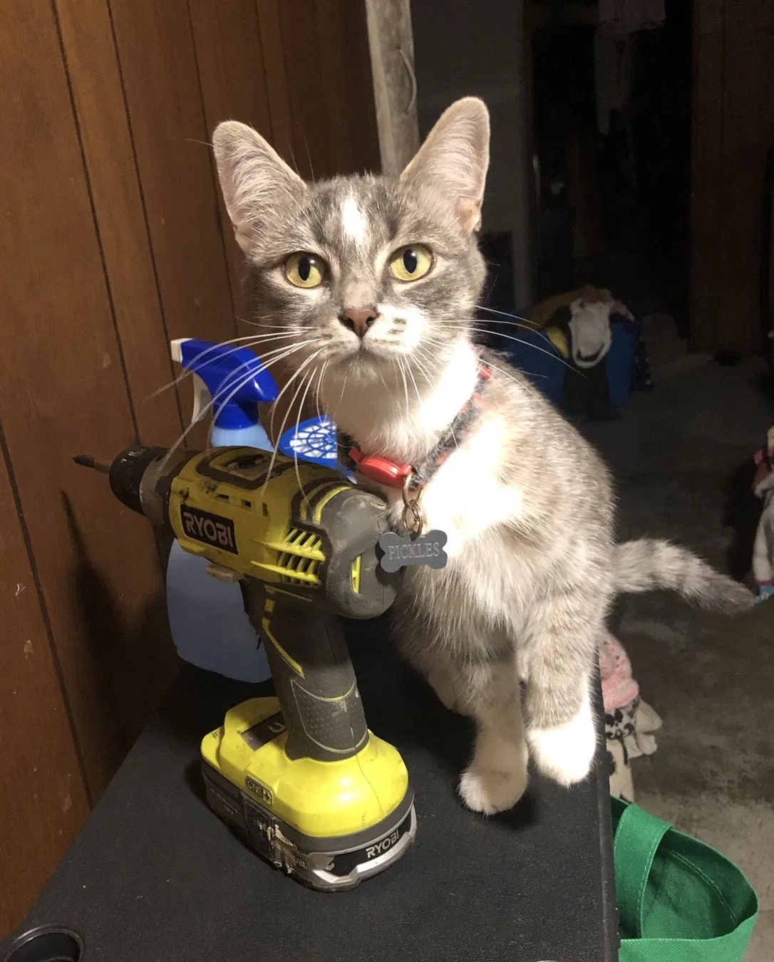 Lost cat in Garden City, MI, 48135