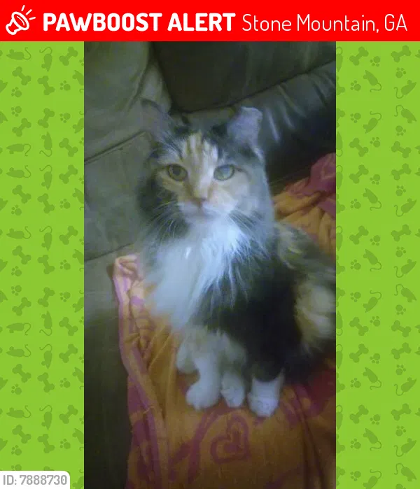 Lost cat in Stone Mountain, GA, 30083