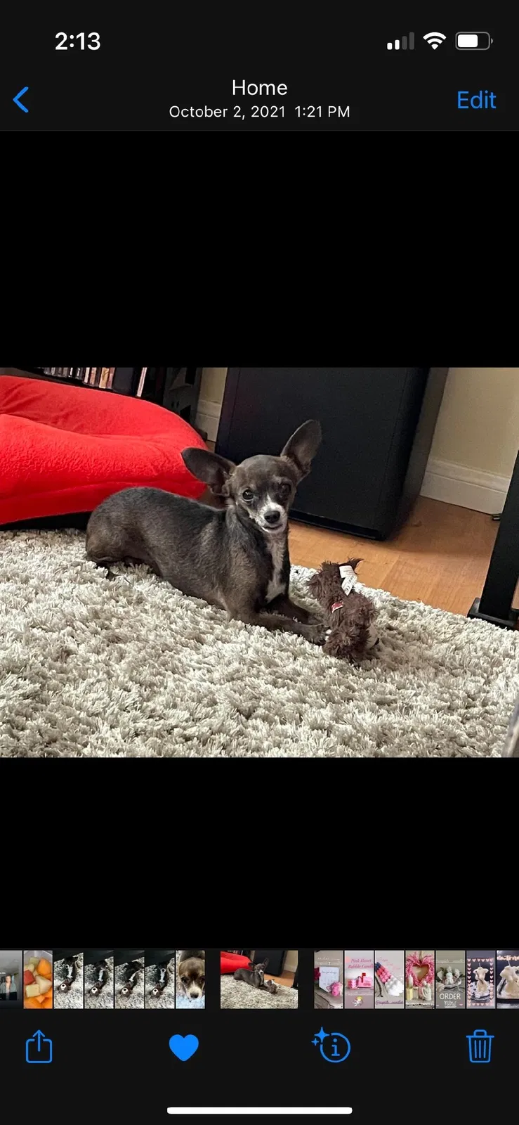 Lost dog in Canoga Park, CA, 91304