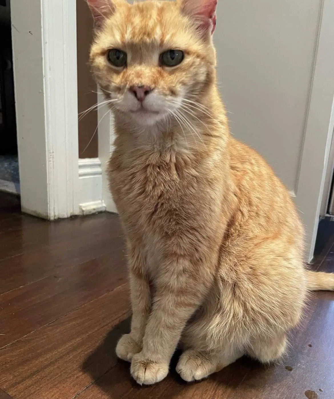 Lost cat in Caldwell, NJ, 7006