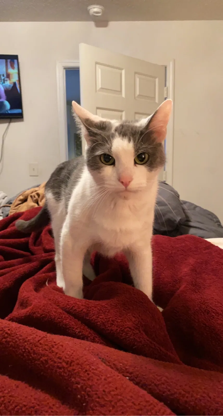 Lost cat in Dallas, GA, 30132