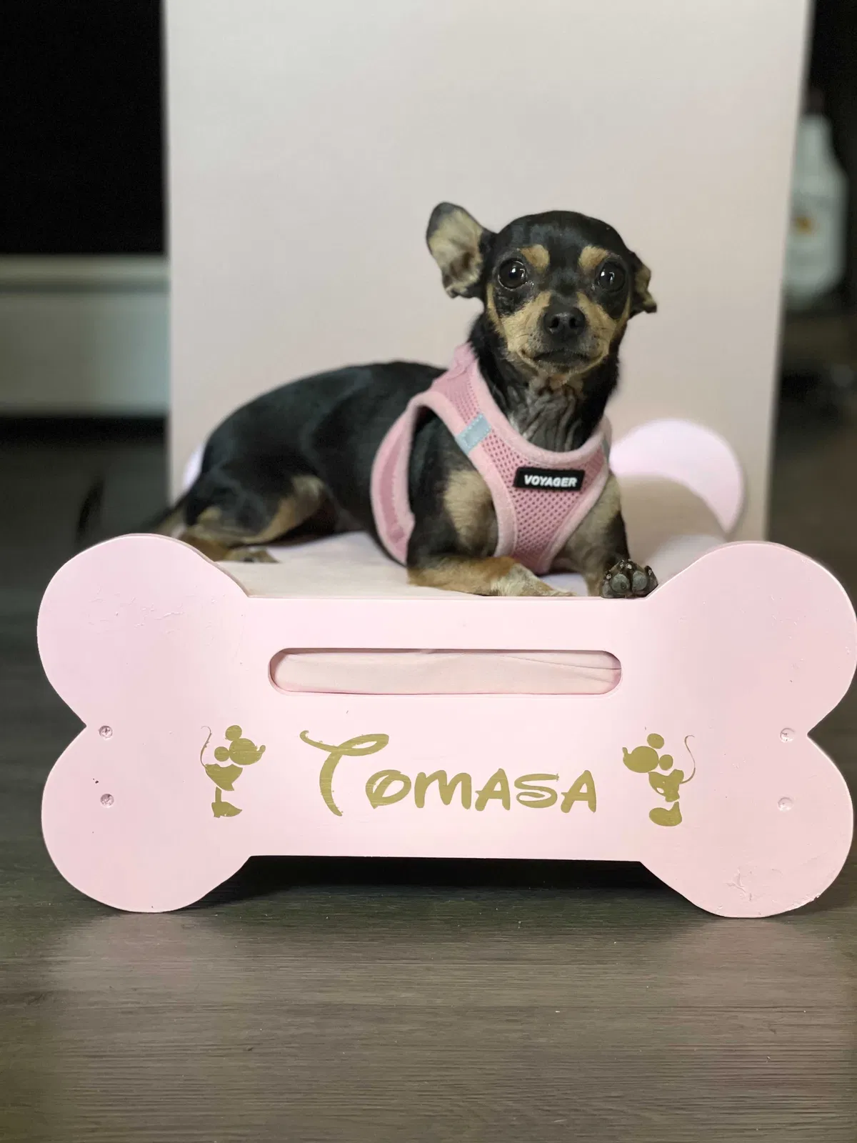 Lost dog in Whittier, CA, 90602