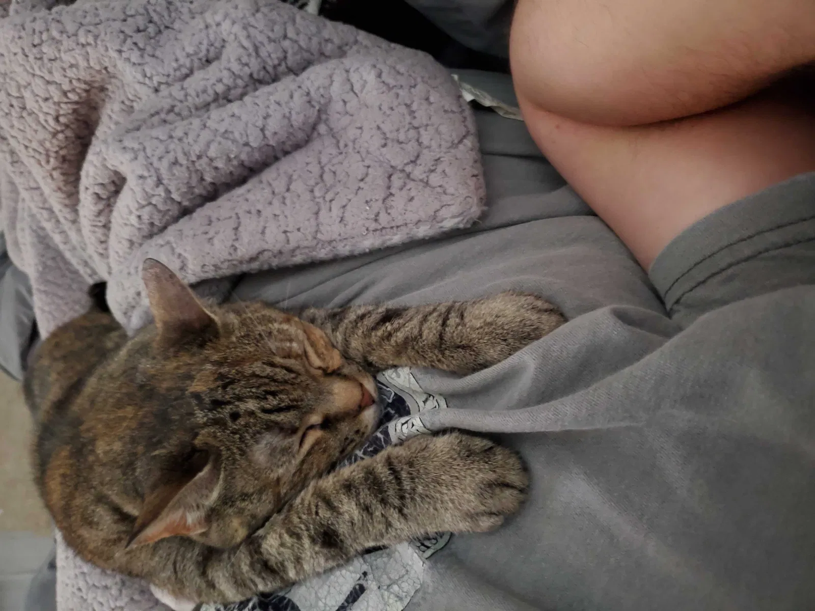Lost cat in Fort Oglethorpe, GA, 30742