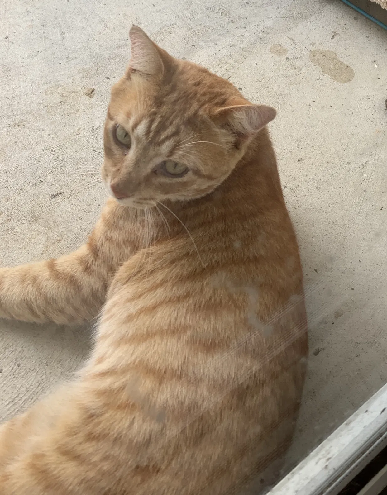 Lost cat in Gates, TN, 38037