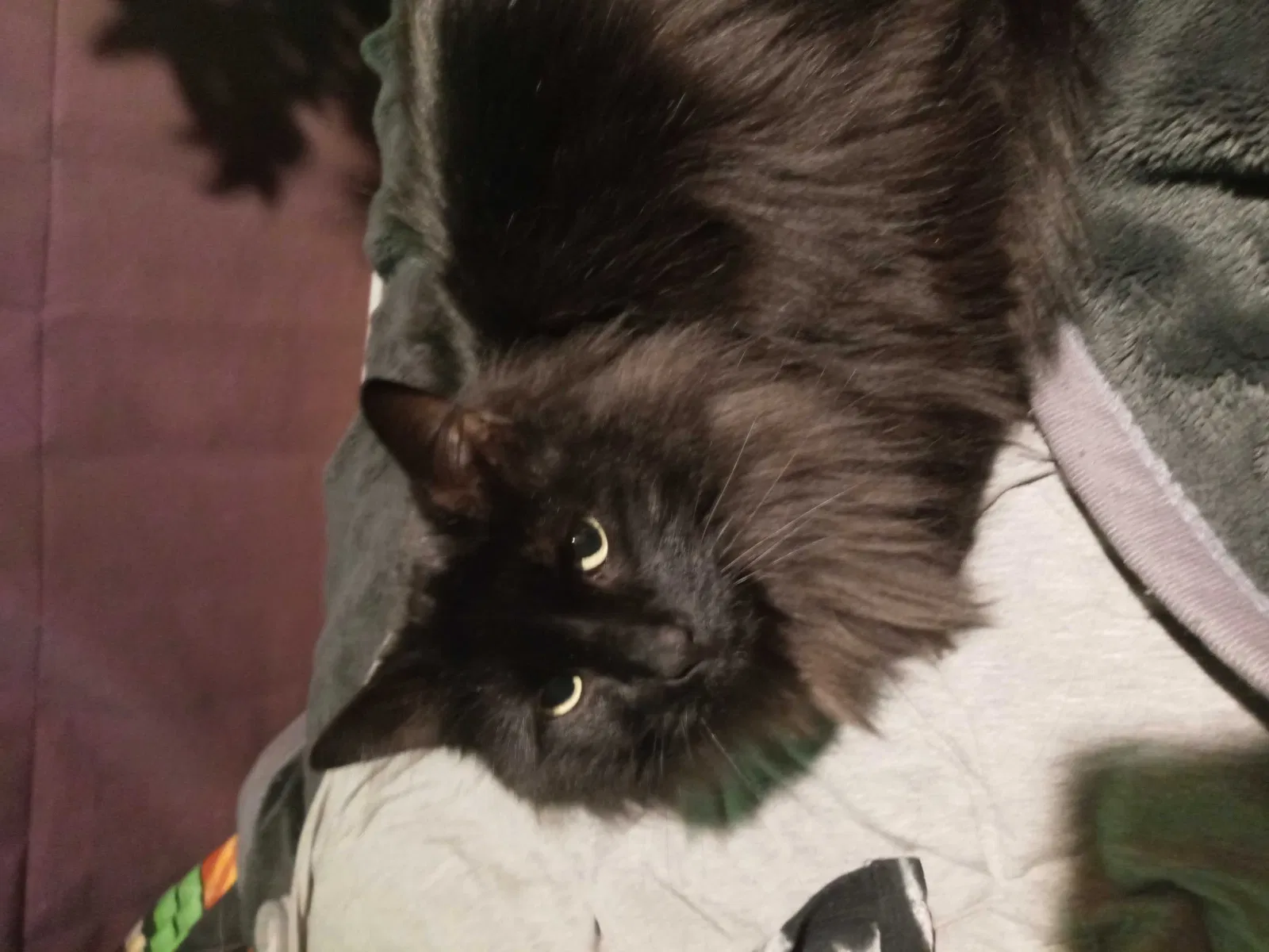 Lost cat in Spokane, WA, 99208