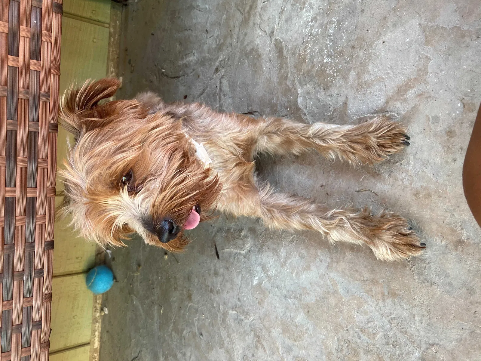 Lost dog in Sacramento, CA, 95828