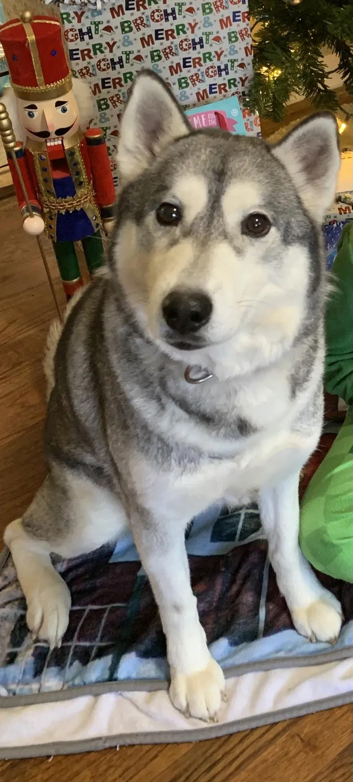 Lost dog in Norcross, GA, 30093