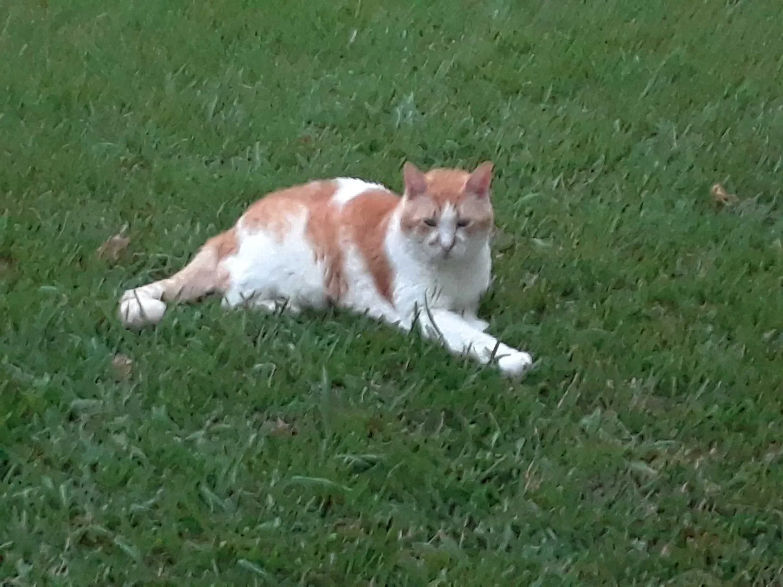 Lost cat in The Colony, TX, 75056