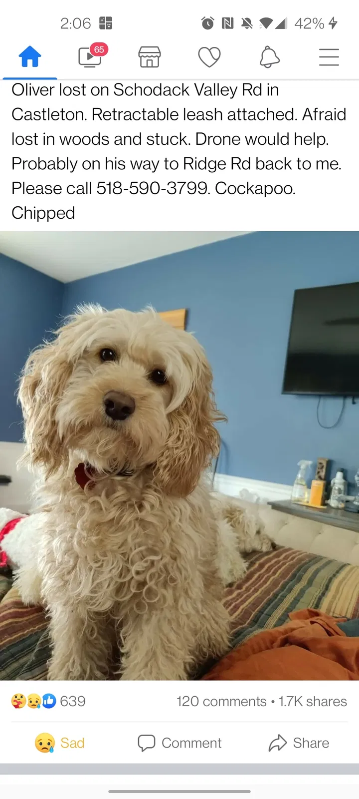 Lost dog in Castleton On Hudson, NY, 12033