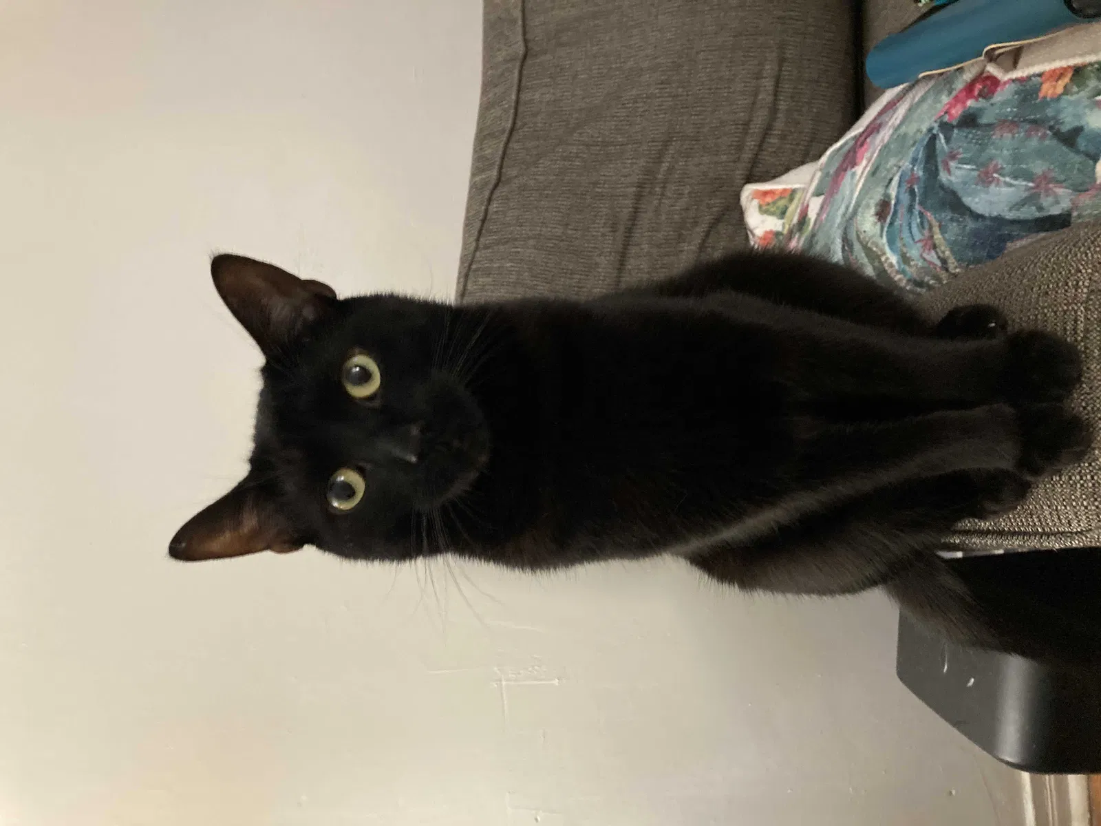 Lost cat in Elmhurst, NY, 11373