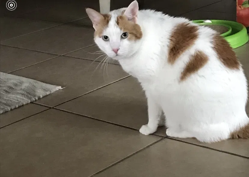 Lost cat in Lafayette, LA, 70503