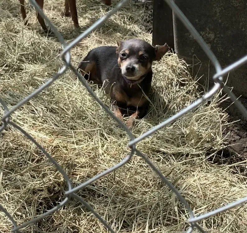 Lost dog in Conroe, TX, 77302