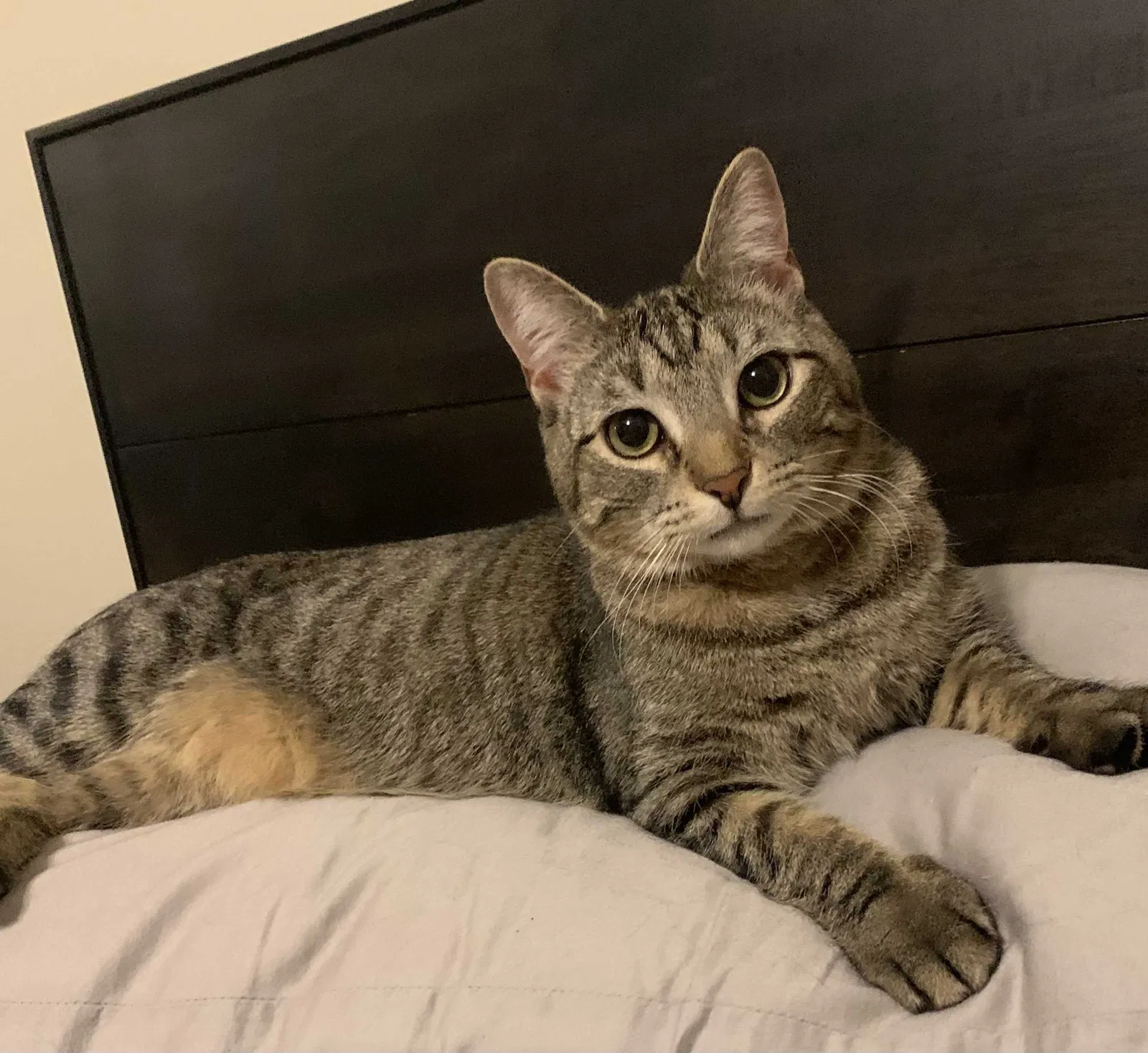 Lost cat in Frederick, MD, 21701