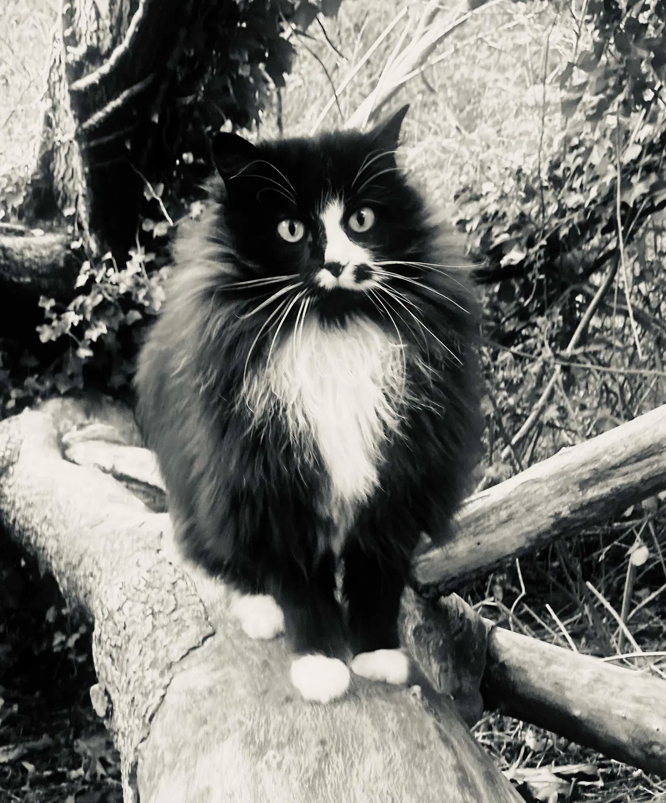 Lost cat in Seattle, WA, 98107