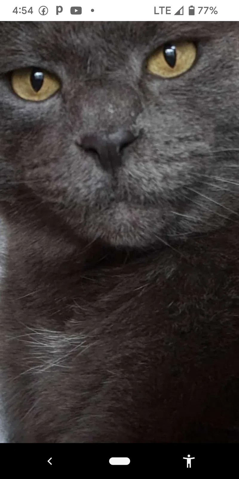 Lost cat in West Orange, NJ, 7052