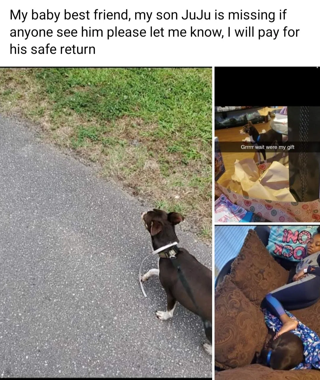 Lost dog in Athens, GA, 30605