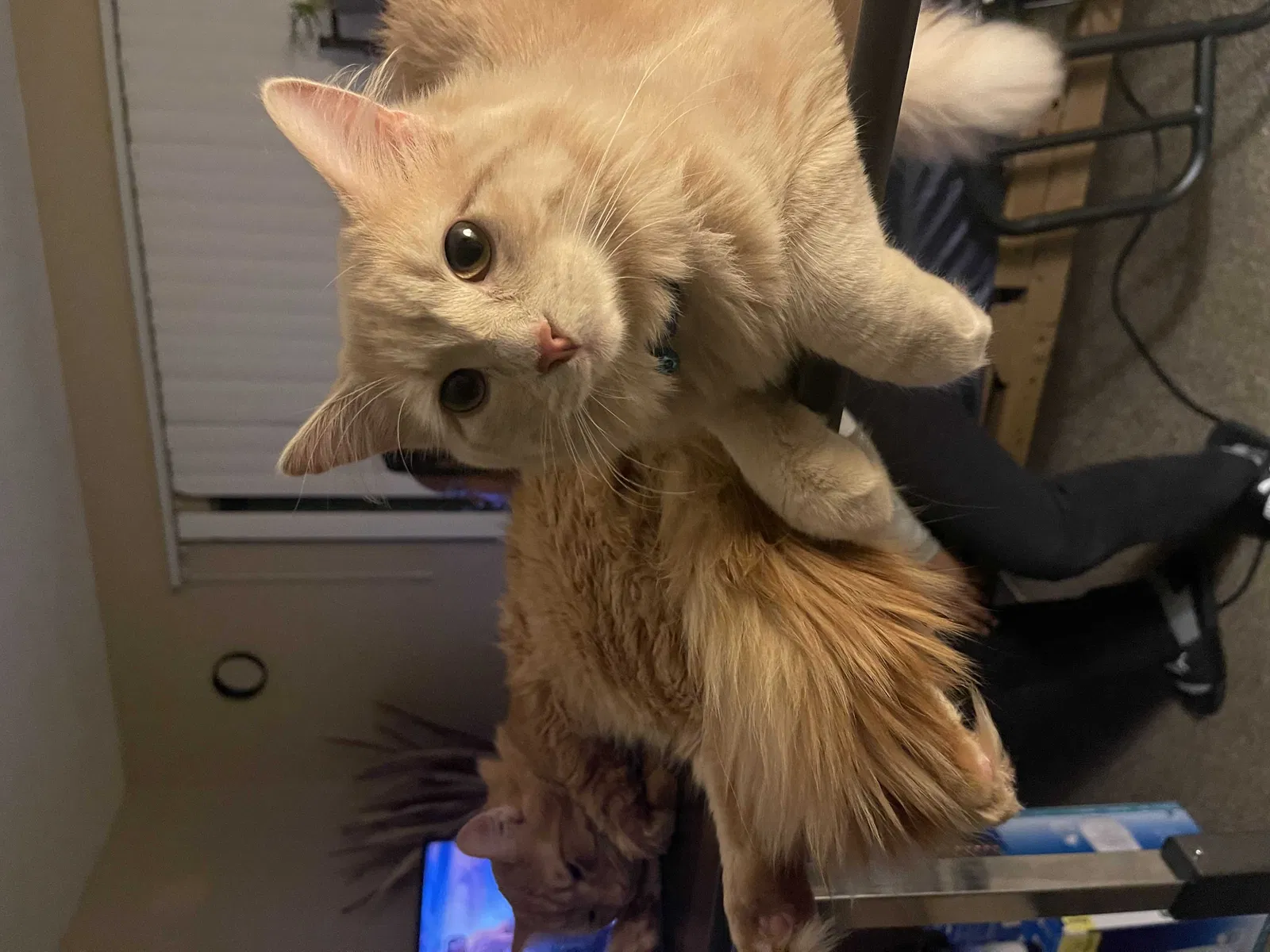 Lost cat in Des Moines, IA, 50321