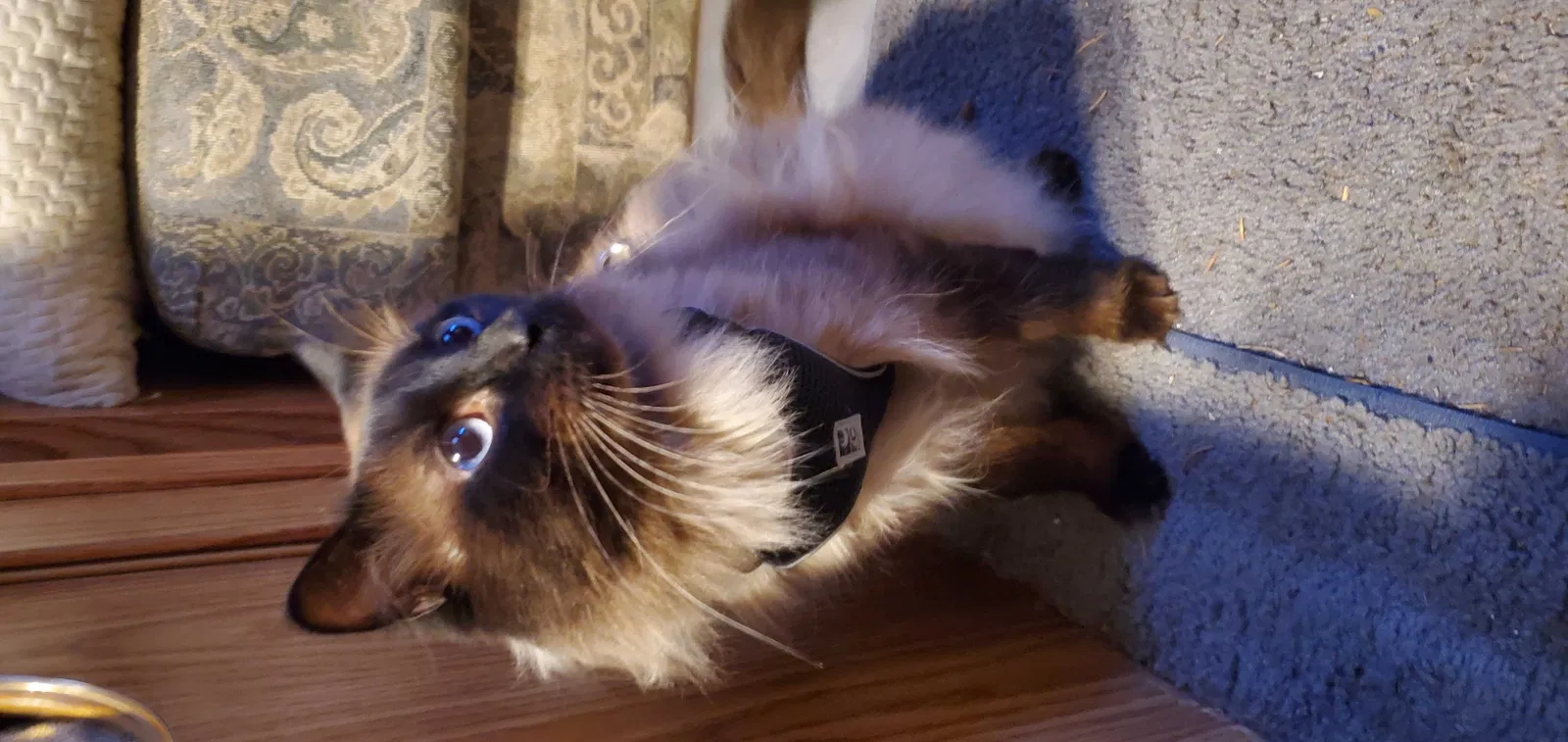 Lost cat in Auburn, WA, 98001