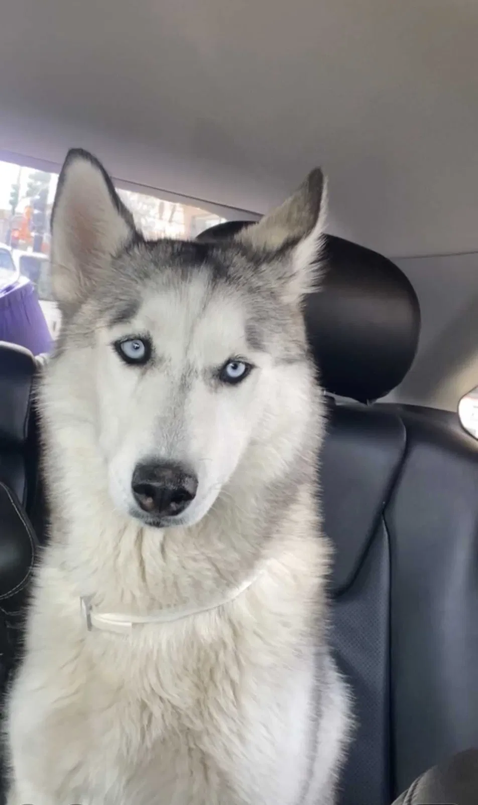 Lost dog in Chicago, IL, 60609