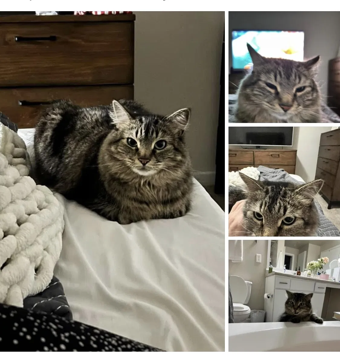 Lost cat in The Colony, TX, 75056