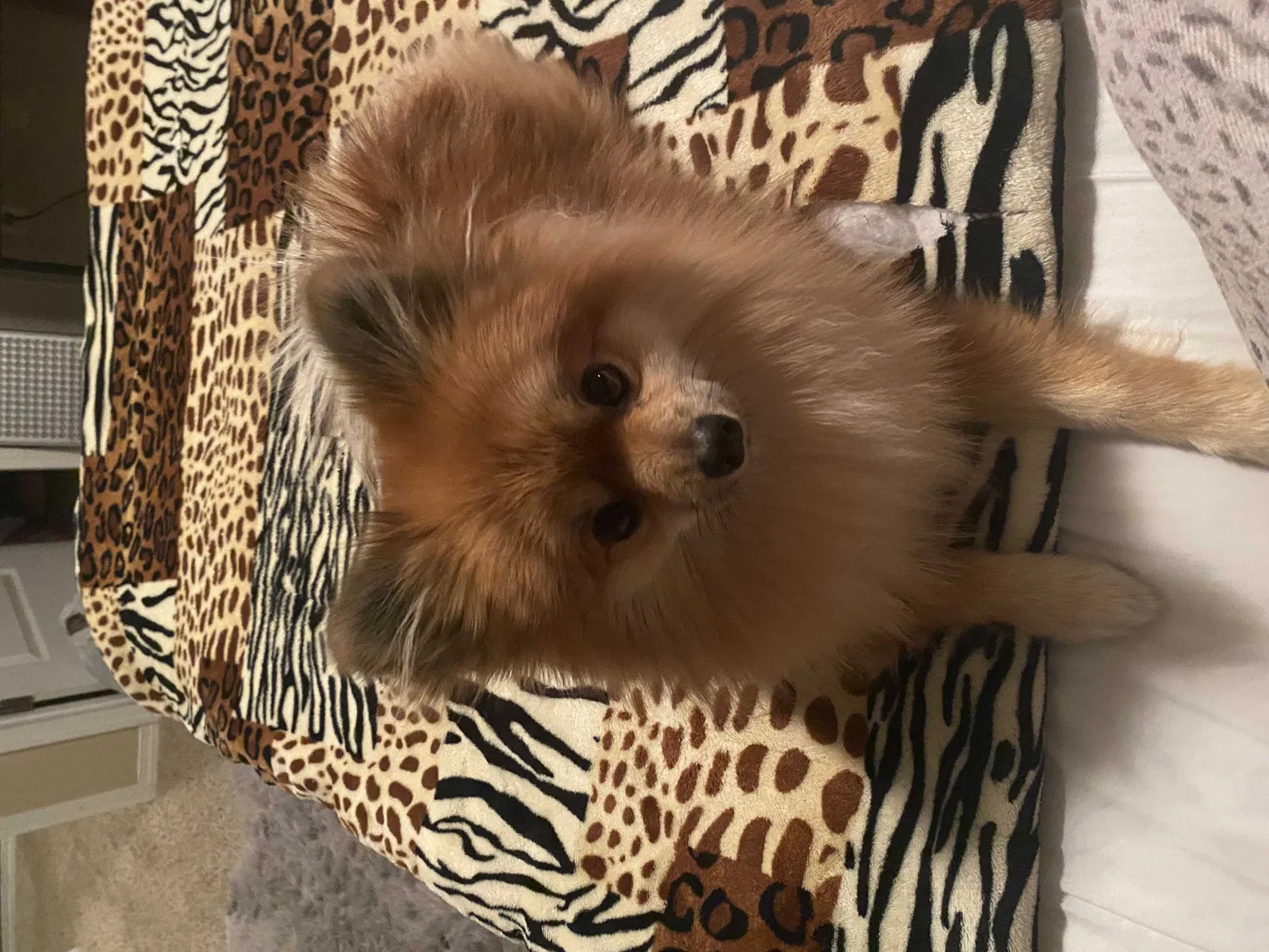 Lost dog in Albuquerque, NM, 87121