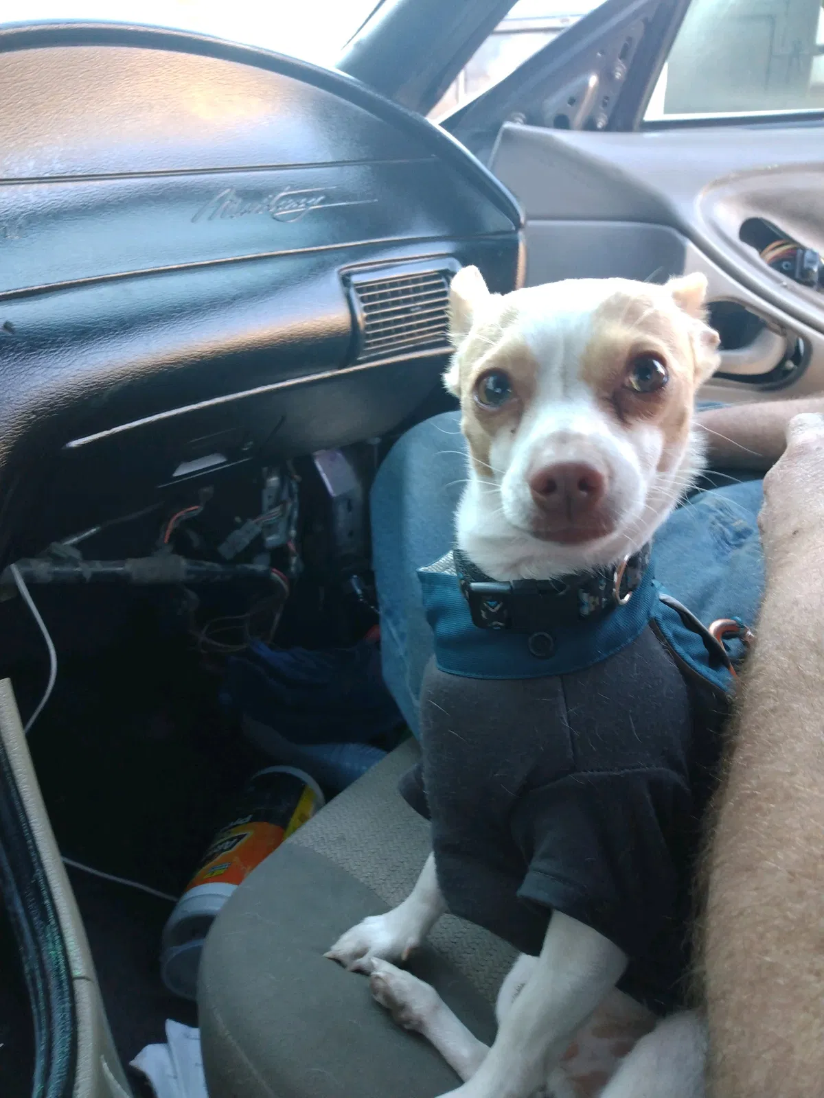 Lost dog in Albuquerque, NM, 87107