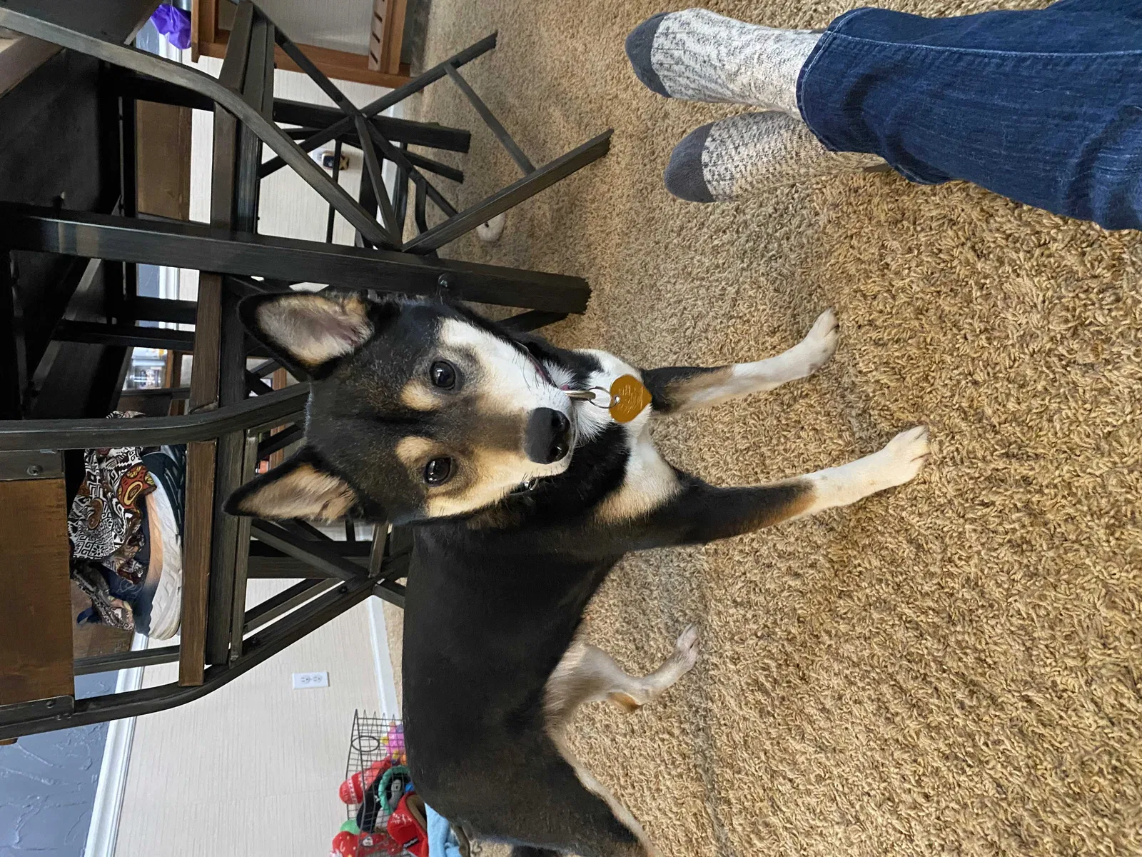 Lost dog in North Ridgeville, OH, 44039