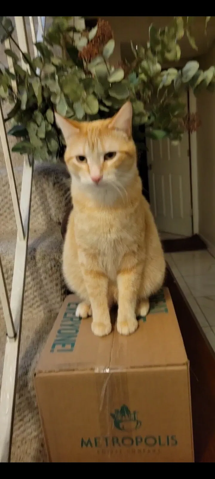 Lost cat in Bolingbrook, IL, 60440