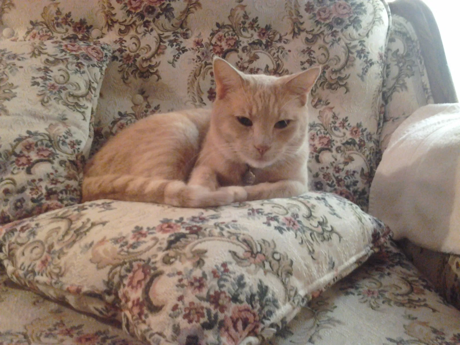 Lost cat in San Jose, CA, 95123