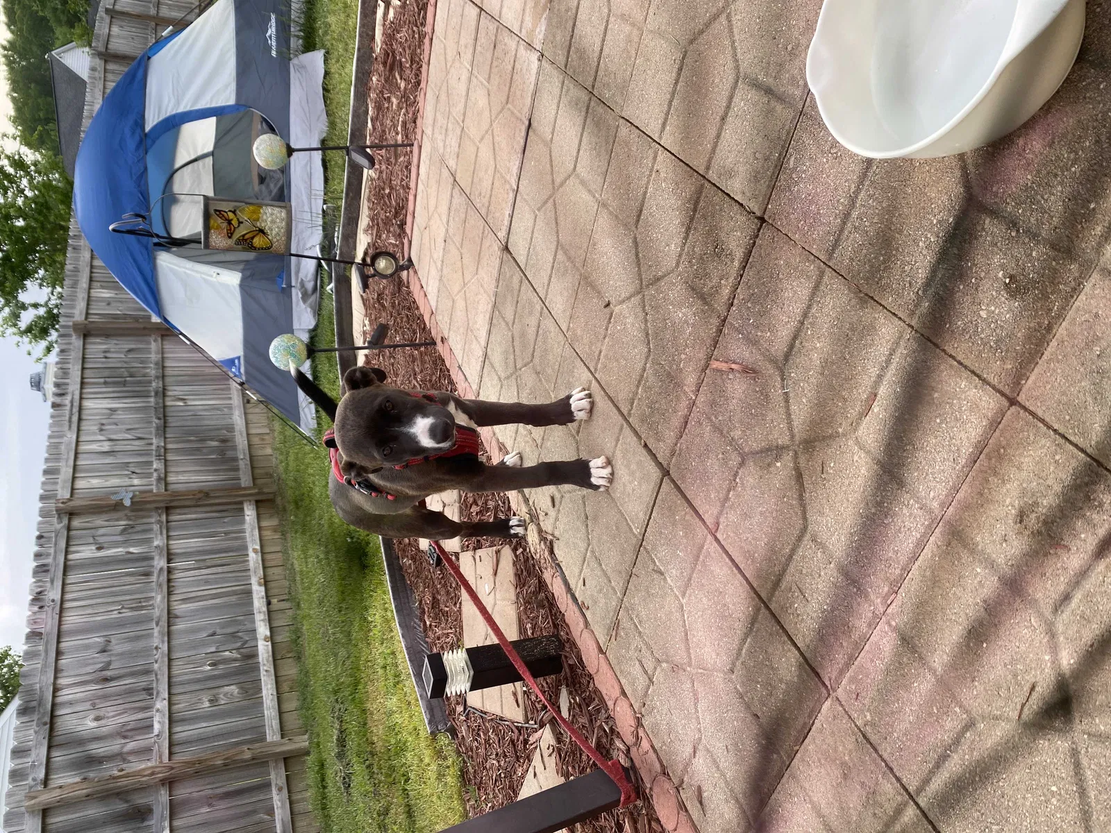 Found dog in Indian Trail, NC, 28079