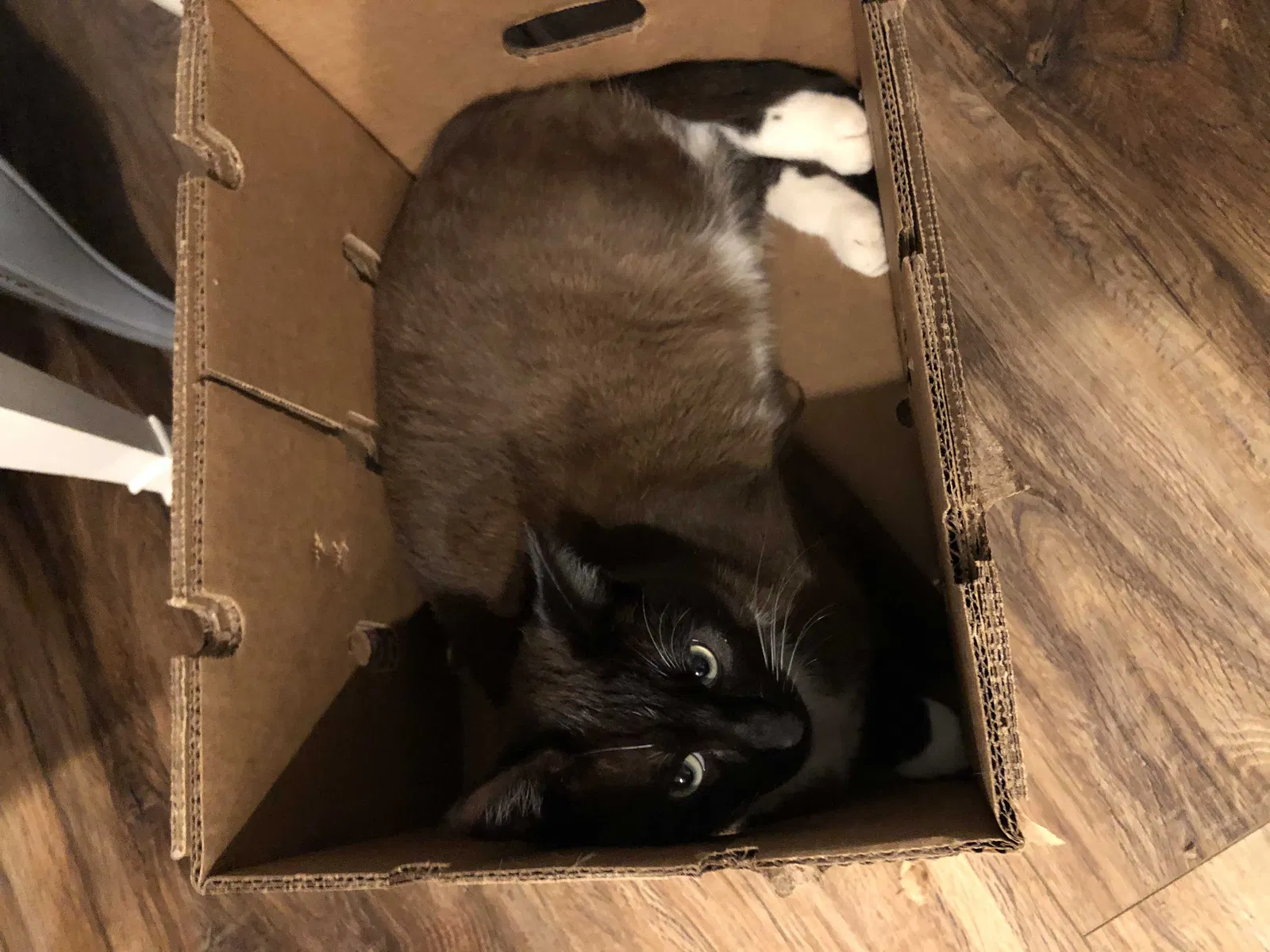 Lost cat in Locust Grove, GA, 30248