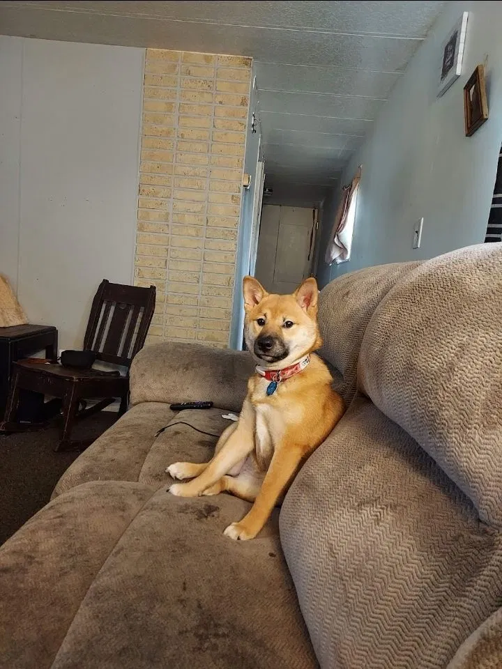 Lost dog in Cedar Rapids, IA, 52404