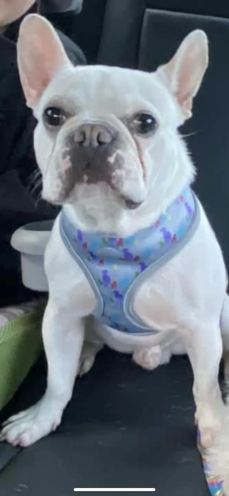 Lost dog in Fuquay Varina, NC, 27526