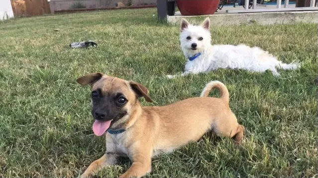 Lost dog in San Antonio, TX, 78214