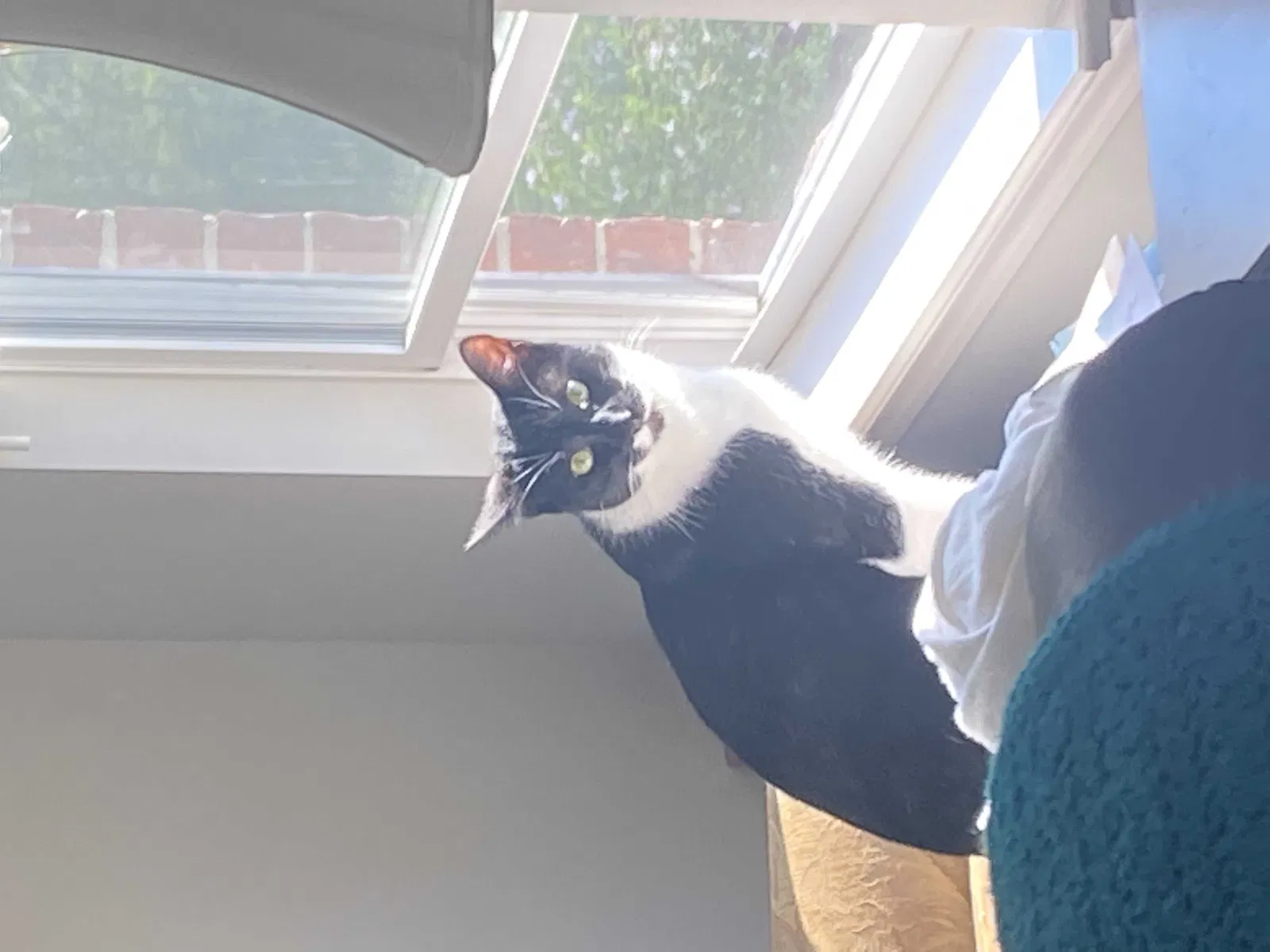 Lost cat in Spring Hill, TN, 37174