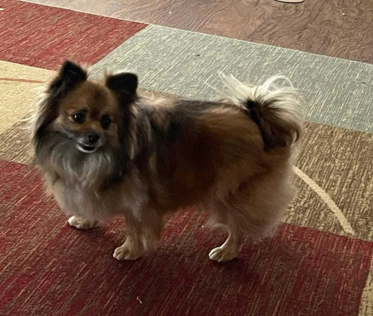 Lost dog in Crowley, TX, 76036