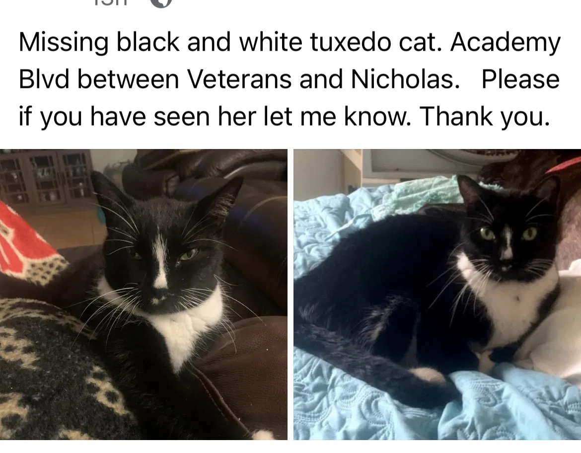 Lost cat in Cape Coral, FL, 33990