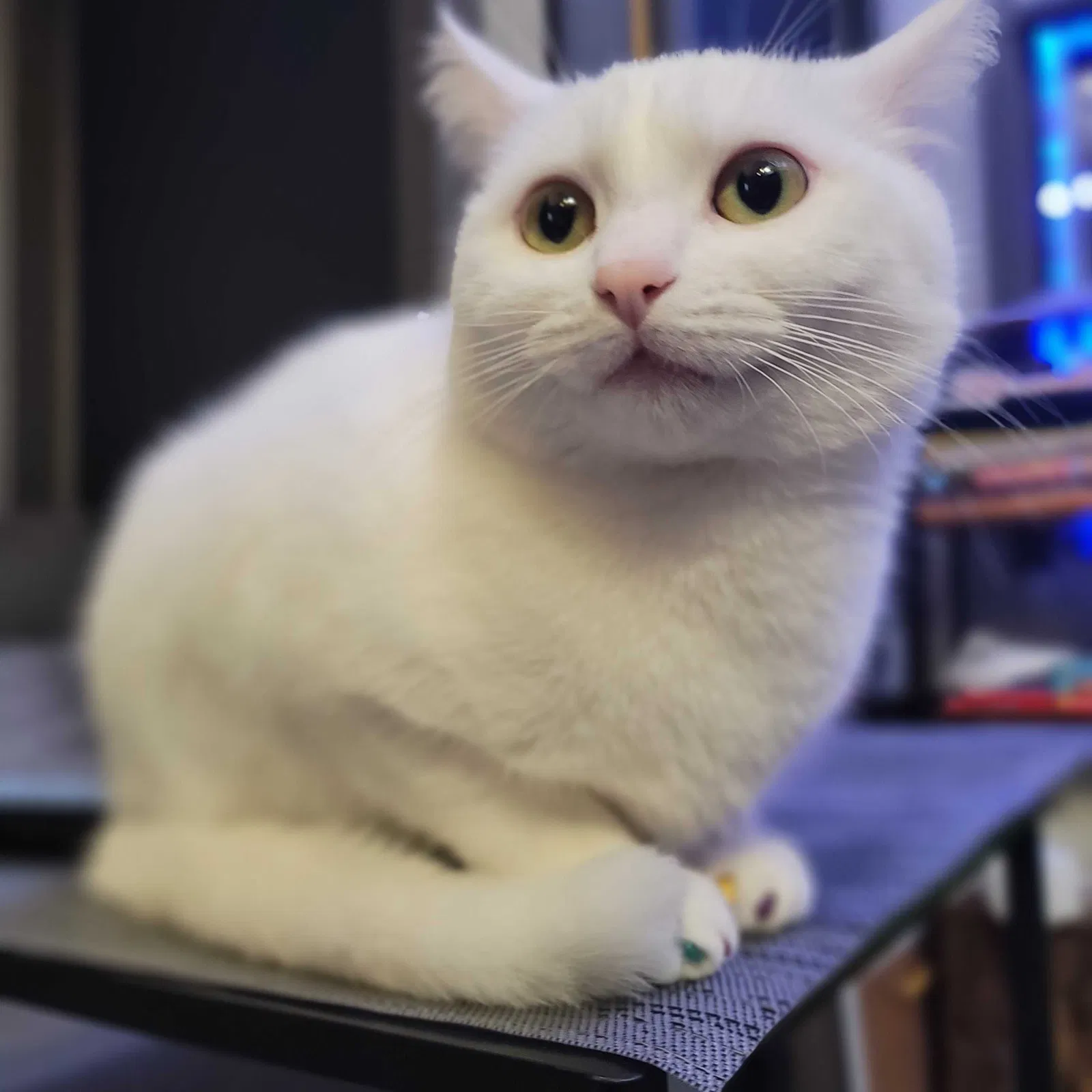 Lost cat in Arlington, WA, 98223