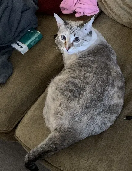 Lost cat in Murfreesboro, TN, 37130