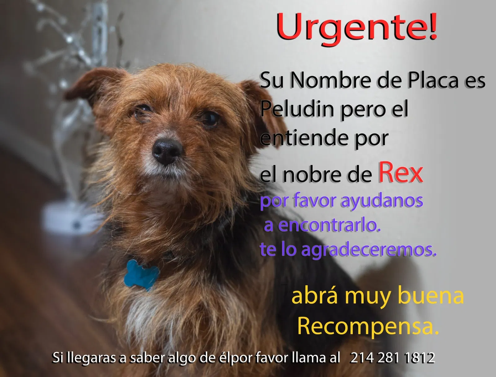 Lost dog in Dallas, TX, 75217