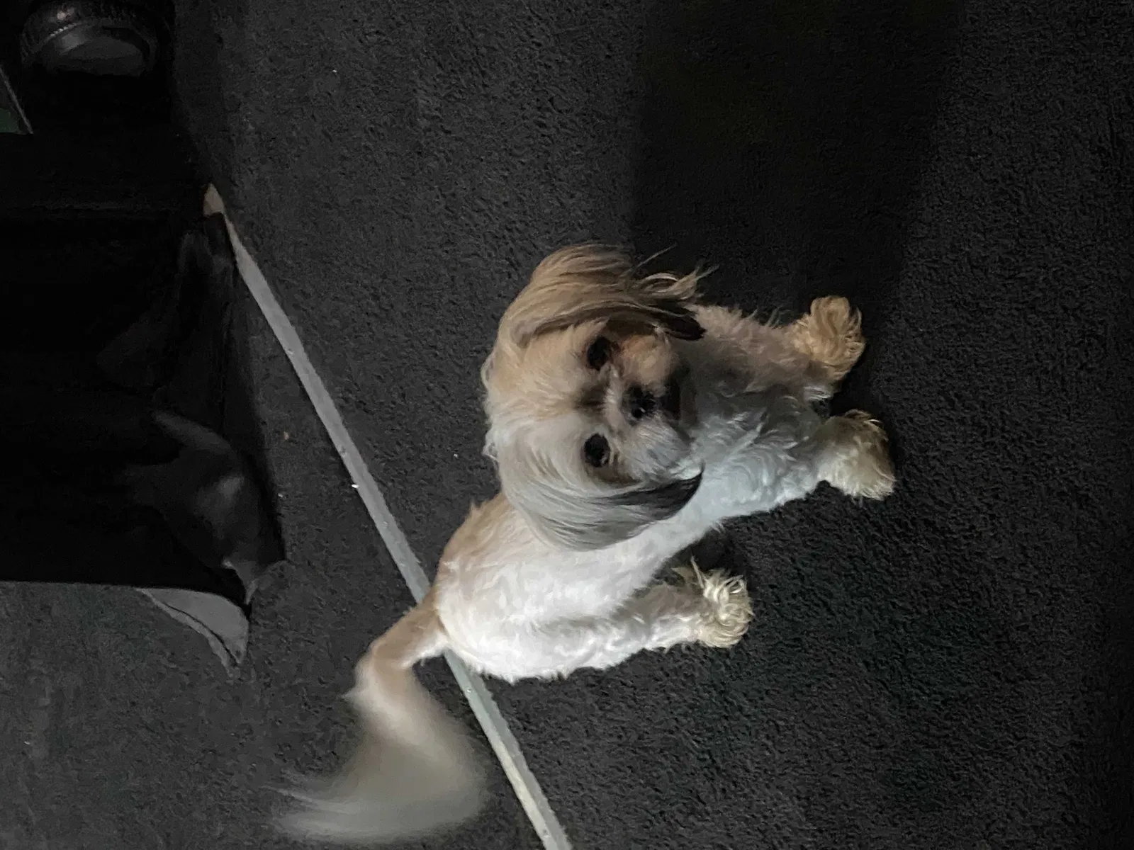 Lost dog in Detroit, MI, 48214