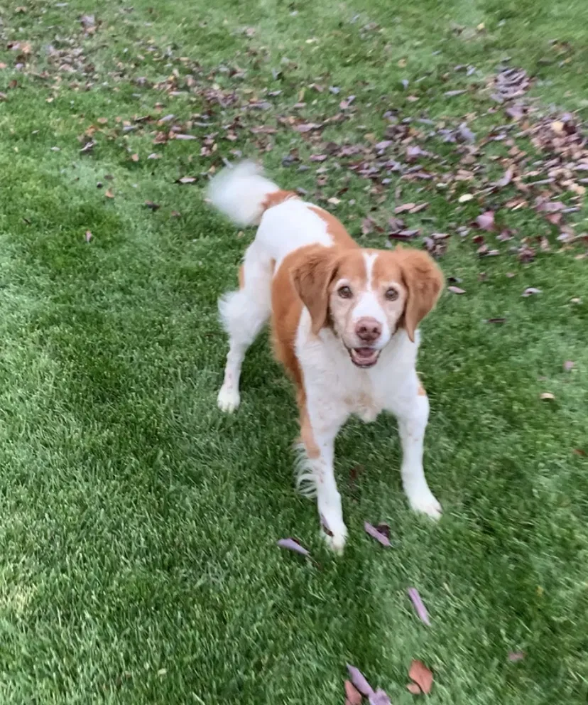 Lost dog in Orlando, FL, 32819