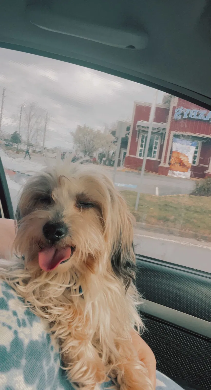 Lost dog in Gainesville, GA, 30501
