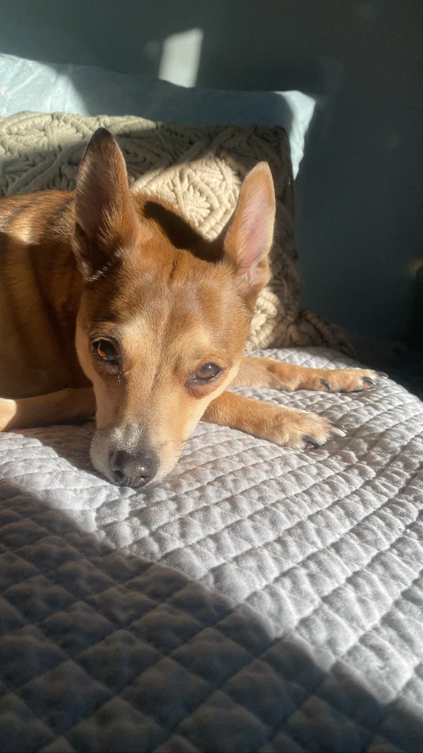 Lost dog in Justin, TX, 76247