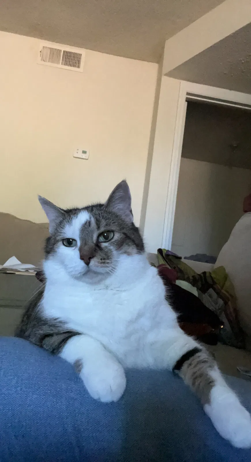 Lost cat in Charleston, SC, 29406