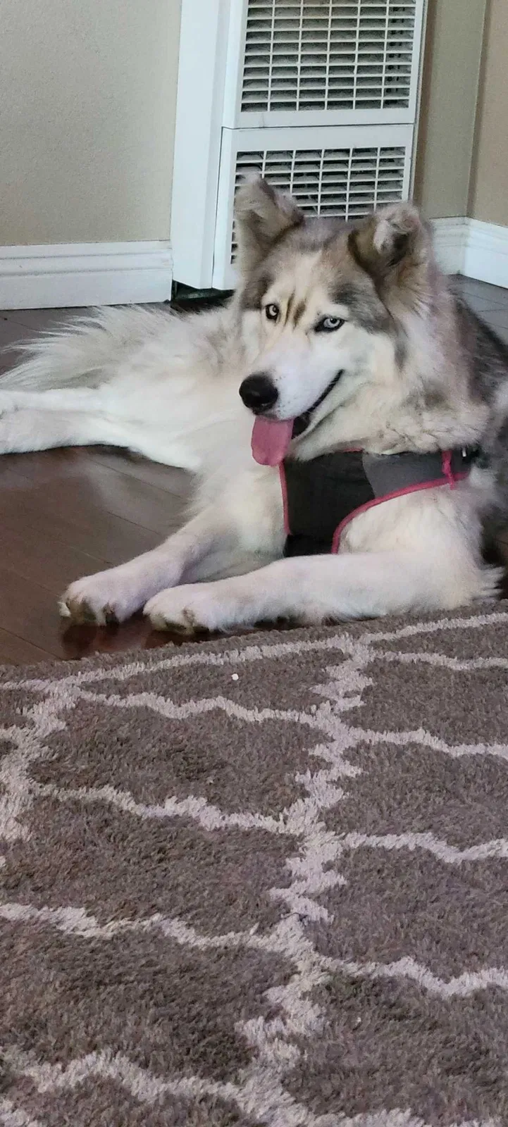 Lost dog in Compton, CA, 90220