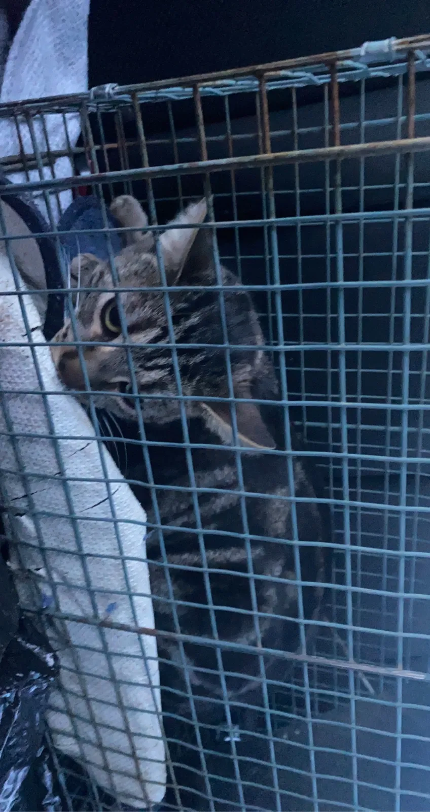 Lost cat in Rancho Cordova, CA, 95670