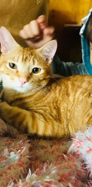 Lost cat in Portland, OR, 97230