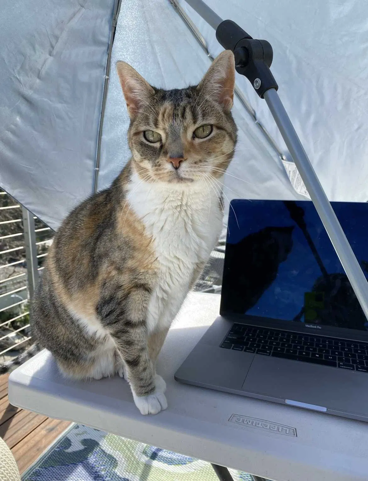Lost cat in San Francisco, CA, 94127