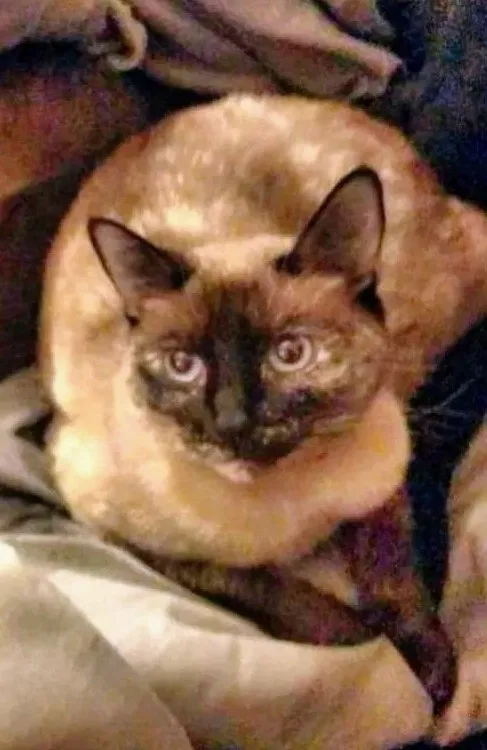 Lost cat in Clovis, CA, 93612
